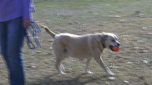 Dog finds forever home after two-year shelter stay | Haystack News