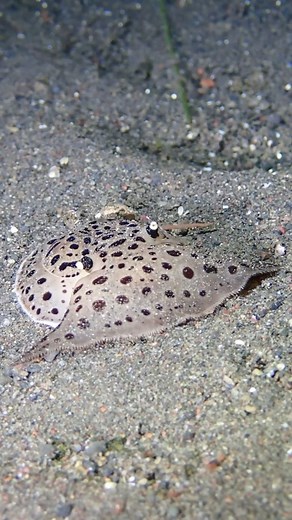 Forrest Galante on Instagram: "An oceanic alien, Euselenops luniceps, also known as the Side-Gilled Sea Slug, is a fascinating marine creature. These vibrant sea slugs with their unique side located gills can be found in oceans worldwide, adding a burst of color to the underwater world. 🐚🌊 These sea slugs play a crucial role in maintaining marine ecosystems. They are herbivores, feeding primarily on algae. By doing so, they help control algae populations, contributing to the health and balance