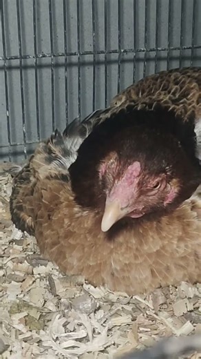 Broody Hen | Natural Brooding | Hen Hatching Eggs | Aseel | Asil Hen |