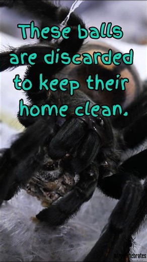 Tarantula Rolls Its Prey Into a Tiny Ball 🕷️