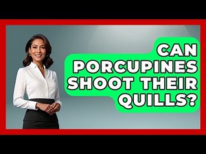 Can Porcupines Shoot Their Quills? - Survival Skills for Everyone