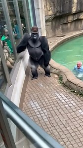 merican Zoo: Big Gorilla’s Hilarious Reaction Shocks Visitors! A laugh-out-loud moment from an American zoo is going viral! A massive gorilla was sitting calmly in its enclosure when something unexpected happened — and its reaction had the entire crowd bursting into laughter. The gorilla suddenly stood up, made a big expressive face, and acted as if it was completely shocked by the visitors watching him. Kids screamed with excitement, adults grabbed their phones, and the gorilla doubled down wit