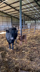 97K views · 3K reactions | First suckler housed for Winter 2024  And our first pedigree red Angus calf in 18 years breeding Angus cattle 珞 And even better, it’s a heifer calf  #autumncalving #sucklers #redlady #aberdeenangus | Kilsunny Pedigree Herds | Facebook
