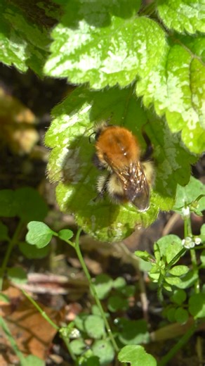 7.2K views · 170 reactions | Have you ever seen a bumblebee cleaning itself? This Common Carder Bee is cleaning itself to prevent getting infections.  | The Lost Gardens of Heligan | Facebook