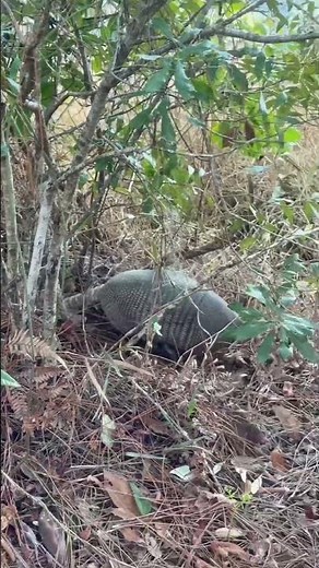 fun fact! the nine-banded armadillo can jump almost 3 feet straight into the air when startled 🥰