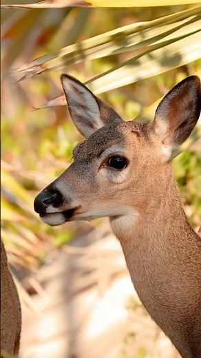 The Rare Key Deer Of Florida And Its Fight For Survival