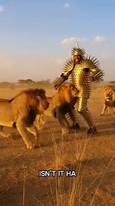 Epic Wildlife Encounter Armored Warrior vs Lions Ultra-realistic wildlife encounter in the African savanna! A man in full medieval golden plate armor, head-to-toe spikes, faces two adult male lions. The lions charge, slam into him, briefly knock him down — but he immediately gets back up, spins, and taunts them safely. Shot in daytime HD, handheld wildlife documentary style, with realistic lion behavior, dust, swaying grass, and raw ambient sound. #LionsAttack #MedievalArmor #FullBodyProtection 