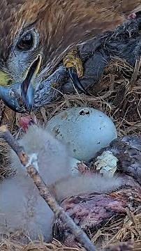 Second Egg Pipping As Cornell Hawks Cam Zooms In During Feeding