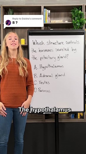 Understanding the Role of the Hypothalamus in Hormones