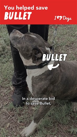 Meet Bullet, the brave dog who survived a severe gunshot wound thanks to the Atlanta Canine Adoption Project and generous iHeartDogs heroes. 🐾 With your support, Bullet received the emergency care he needed and is now on the path to recovery. Your purchases from iHeartDogs truly make life-changing moments possible. 🐶❤️ #RescueDog #Atlanta #DogRescue #Inspiration #iHeartDogs | iHeartDogs