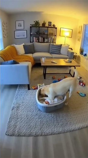Security Cam Captures Doberman Saving Baby in Terrifying Moment