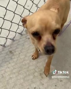 Come in to the shelter tomorrow, we have lots of wonderful dogs ready to meet you! Submit an application now to get the process started! https://www.shelterluv.com/matchme/adopt/HSDC/Dog | Humane Society of Delaware County