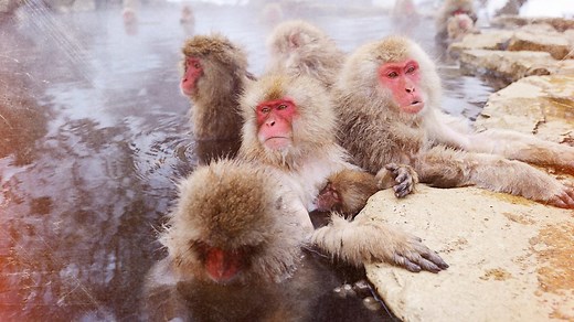 BBC One - Earth's Seasonal Secrets