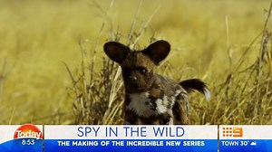 44K views · 465 reactions | We've all seen some spectacular footage of animals in the wild, but this new series is taking things to another level! Spy in the Wild has created robotic animals with cameras in them to blend into the wild and capture animals in their natural habitat. To see the incredible footage, Spy in the Wild is on Channel 9 TONIGHT. #9Today | TODAY | Facebook