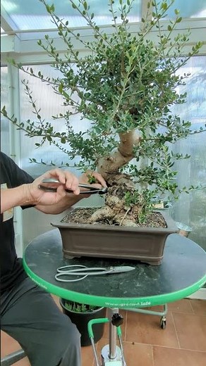 Olive tree with shoots on the trunk - Bonsai Colmenar