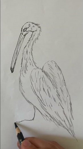 How to draw a pelican |easy drawing #pelican #ideas