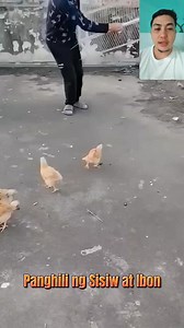 DIY Birds Trap | Vingel vlogs