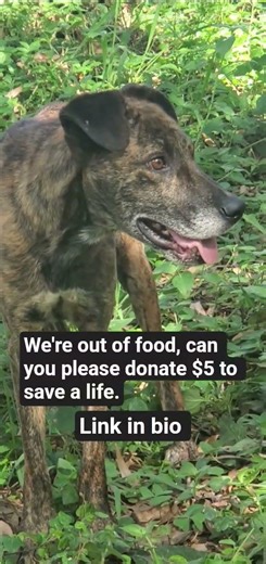 can you please help me feed my little angels 😊. link in bio