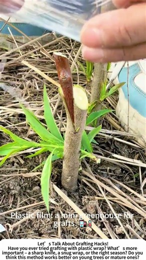 Grafting with Plastic Wrap – Simple Trick for Higher Success! 🌱🩹