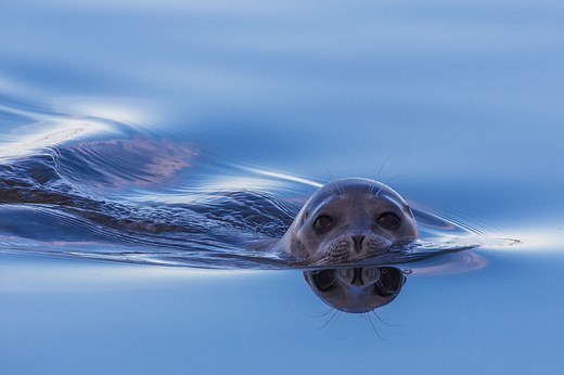 Ringed Seal Facts, Pictures & Information: Discover A Common Arctic Seal