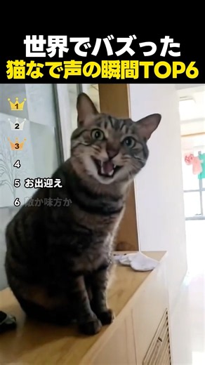 世界でバズった猫なで声の瞬間TOP6