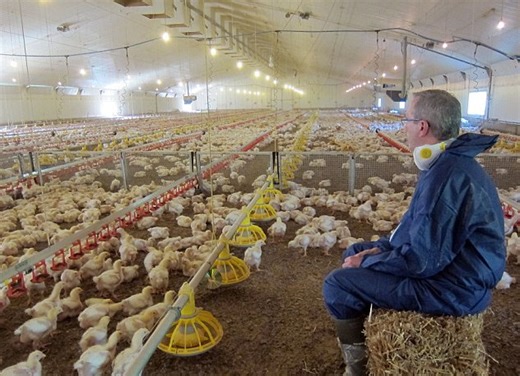Inside the farm where KFC chickens live in 'oppressive' conditions