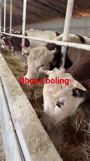 obuna boling jigar sotiladi 90.090.07.06