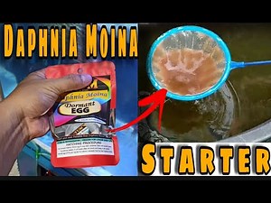How to Culture Daphnia Moina Using Dormant Egg Part-1 | Shout-out
