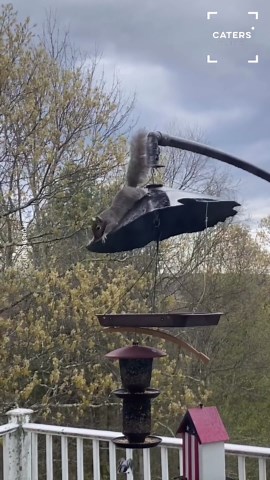 Squirrel pulls off Mission Impossible climb for bird feeder