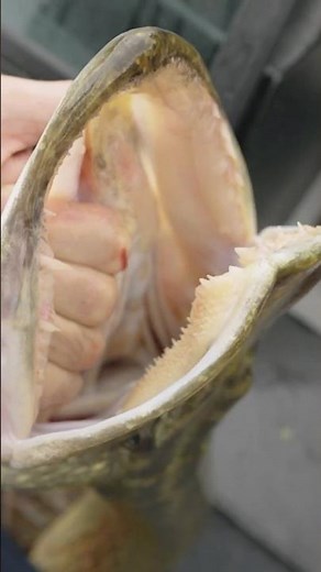 Une légende de la pêche aux leurres nous rend visite pour prendre ses premiers brochets en France.