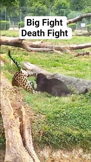 Black Panther vs Tiger Battle for Survival #animals #natgeo #wildlife