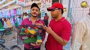 3.6K views · 195 reactions | Lalukhet Birds Market 2024 Part 2 Karachi Latest Updates _ Teeter Pigeon Java Finch Lovebirds | Jamshed Asmi Informative vlogs | Facebook