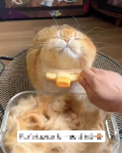 🐕 Doux sur la peau, puissant contre les poils morts! ✅ Élimine les poils morts et superficiels. ✅ Douce pour la peau, sans aucun danger. ✅ Convient à tous les types de pelage. 🐾 -55 % sur notre brosse anti-poils pour chiens et chats 🐶🐱 pendant la période de mue 🍂 – offre limitée à 24 h seulement ⏰ ! 💵🔙 Nous proposons le Satisfait ou Remboursé pendant 14 jours. 👉 Commandez ici : https://bonorial.ca/products/calinbrosse-toilettage | Bonorial