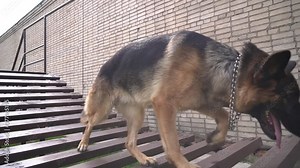 Big beautiful cute black and brown service dog german shepherdom runs an obstacle course on national competition of canine. Wooden training complex. Artificial fences. Rescue dog training