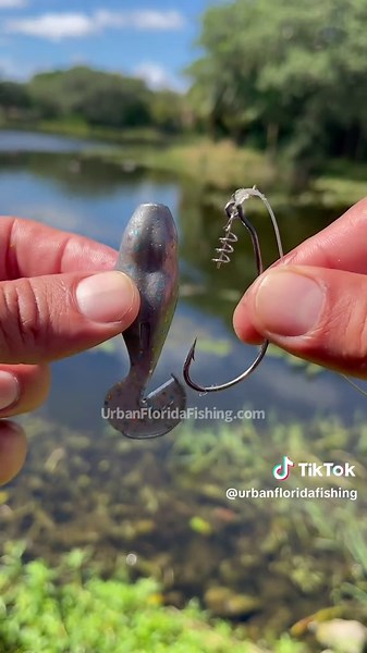 How to rig the Mutant Toad using a swimbait cyclone hook to save your plastic from ripping so easily. Just insert the twist lock to the top of the bait, and the rest is just a very simple Texas rig. The link to my toad and cyclone hook is in the bio! Cómo armar el Mutant Toad utilizando un anzuelo de cíclope para swimbait, para evitar que el plástico se rompa tan fácilmente. Simplemente inserta el cierre de torsión en la parte superior del señuelo y el resto es un montaje tipo Texas muy sencillo