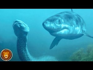 Diese Tiere können tatsächlich eine Python besiegen