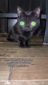 14K views · 143 reactions | Socialising be like... 藍 Credit: @wobblymochiko #blackcat #alien #etphonehome Haunt is the original bespoke Gothic furniture brand, We can create anything your little black heart desires. With any fabric, finish, detail or a whole new design from scratch. Email Hello@HauntCult.com or visit www.HauntCult.com to get in touch with our artisans. Available internationally with interest-free payment plans... What are you waiting for?  | Haunt | Facebook