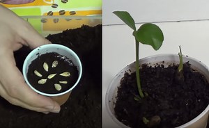 La bonne technique pour semer ses graines de citron et avoir un bel arbre