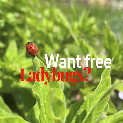 The Ladybugs are coming Ladybug Weekend, Friday, April 26th – Sunday, April 28th | Pike Nurseries