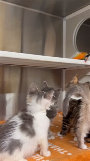 🎶 Shout! Throw your paws up and SHOUT! 🎶 These shelter kittens are ready to party on your couch and in your heart. Adopt one (or two!) from OC Animal Care today! | OC Animal Care