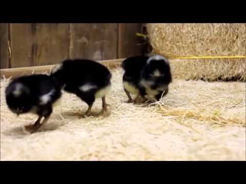 Barred Rock Chicks