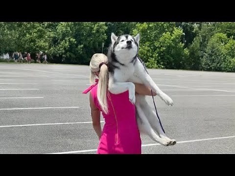 Meet the World’s Funniest Husky! 🤣 Funny Dogs Video 2025