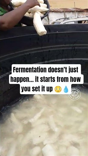 How to Prepare Cassava for Fermentation | Important Setup Stage 🌿💧