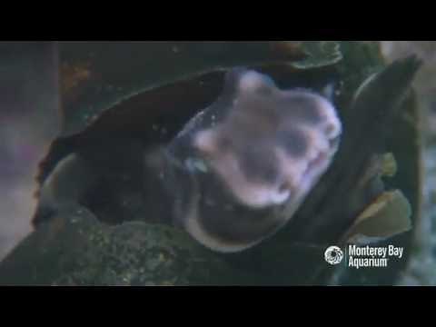 Horn Shark Happily Hatching!