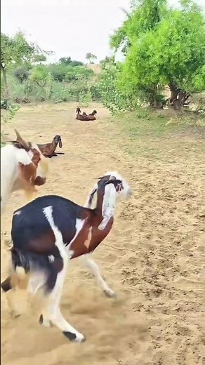 Goats Grazing in Fields | Relaxing Shorts A Rehman TV