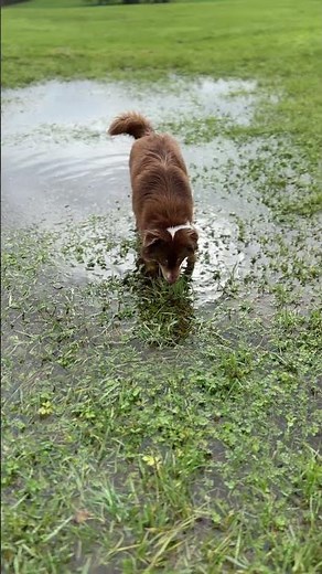 Curious Dog Enjoys Puddle Exploration on a Grassy Field Walk