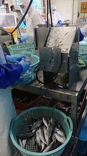水産加工機械のパイオニア_旭マシン_ヒレカット機