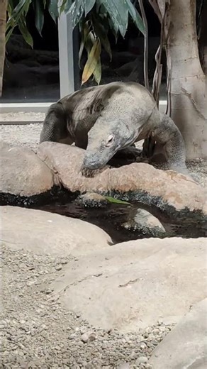 Komodo 🐲in Haus de Meeres Viena #youtubeshorts #travel #nature