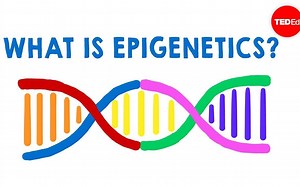【TED科普】你的决定如何影响你的基因？（中英字幕）