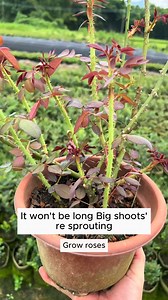 42K views · 195 reactions | Rose care #gardening #garden #gardeningtips #gardenlife #gardeninspiration #gardenideas #gardenlove #gardendesign #gardenersofinstagram #gardenersworld #garden_styles #gardenphotography #gardenlovers #gardenerslife #gardenarart #gardenbeauty #gardensofinstagram #gardenplants #gardenviews #gardenersparadise #gardenista #gardeningcommunity #gardenloversclub #gardenaddict #gardeners #gardenerslife | Home Gardening | Facebook